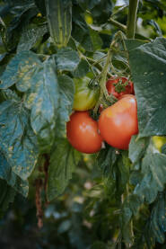 Uzgoj paradajza