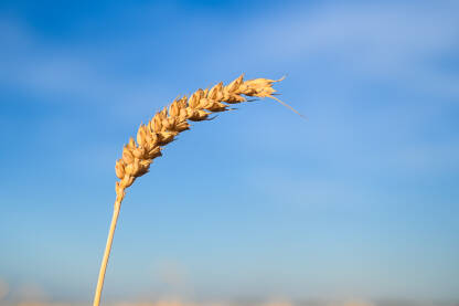 Klasje žita naspram plavog neba. Zlatno pšenično polje tokom zalaska sunca. Žuto zrelo klasje pšenice spremno za žetvu u ljeto. Žitarice.