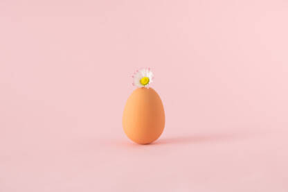 Cvijet tratinčice na vrhu jajeta na ružičastoj pozadini.