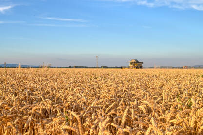 Kombajn sakuplja pšenicu u polju. Žetva pšenice.