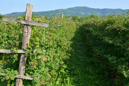 Crveno zlato, maline spremen su za branje. Jedno od najpopularnijeg voća koje se uzgaja na istoku BiH.