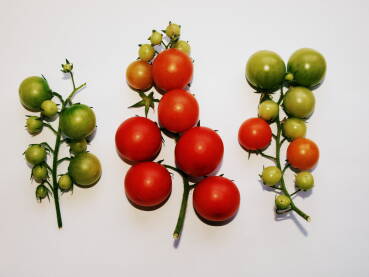 Domaći i svježi mini paradajz. Zreli i nezreli mali organski paradajz. Uzgoj mini paradajza.