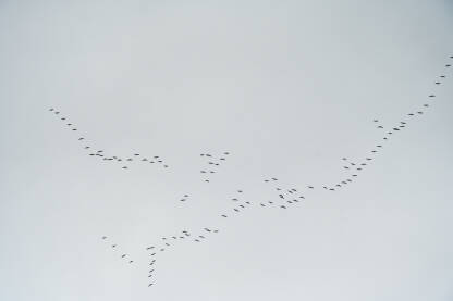 Grupa ptica u letu. Ždralovi.