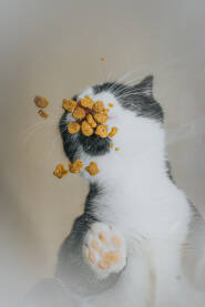 Slatka crno bijela mačka sa hranom koju najviše voli.