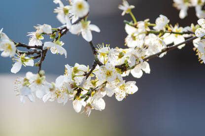Bijeli cvjetovi u proljeće, drvo zrezdelije