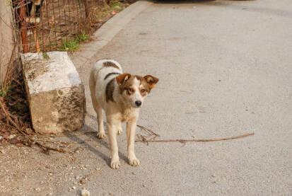 Tužni napušteni pas na ulici. Zlostavljanje životinja.