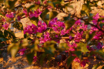Cvijet bugenvilije uslikan u trenutku zalasku sunca. Prelijepo, svježe, roze cvijeće, snimljeno kroz zeleno lišće.