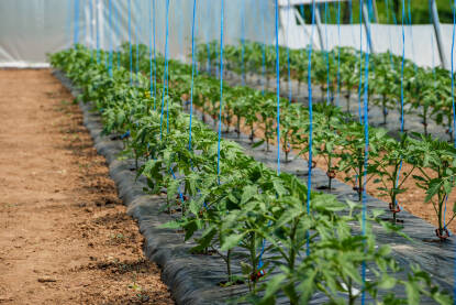 Organski paradajz raste u plasteniku. Rasadnik paradajza. Proizvodnja zdrave hrane. Poljoprivreda.