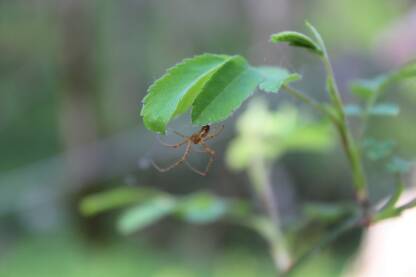 Pauk plete mrežu na grani, oko lišća. Dugonogi pauk u prirodi.
