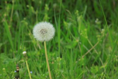 Maslačak na gradskom travnjaku. Taraxacum officinale.