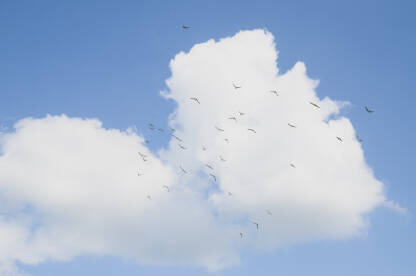 Jato ptica leti na nebu sa oblacima. Grupa ptica leti u zraku.