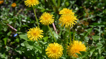Cvjetovi maslačka na livadi u proljeće, krupni plan. Žuto cvijeće u polju.