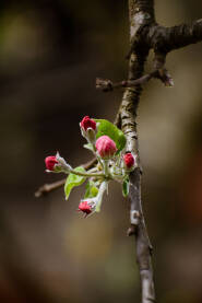 Proljeće - cvjetanje jabuke