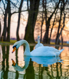 Dva labuda sa odrazom istoga, dok čekaju zalazak sunca u Etno selo Stanišići.