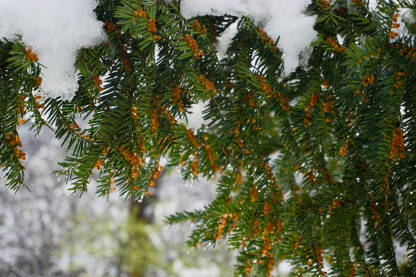 Cvijeće tise je prekriveno snijegom. Obična Tisa (Taxus baccata L.) je zimzeleni grm ili nisko stablo.