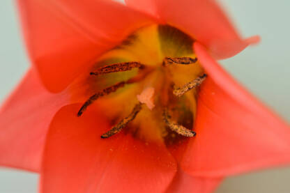 Crveni tulipan makro