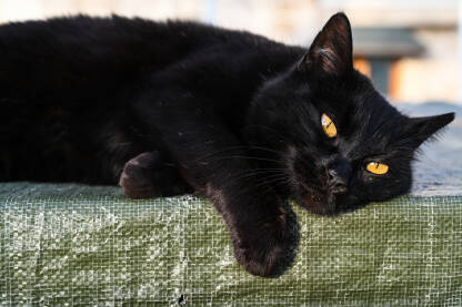 Crna mačka uživa na suncu.