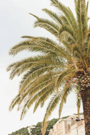 Fotogenična palma na Rivi u Splitu.