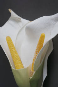 Cvijet Kale sa dva tučka