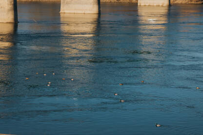 Patike plivaju na rijeci Savi