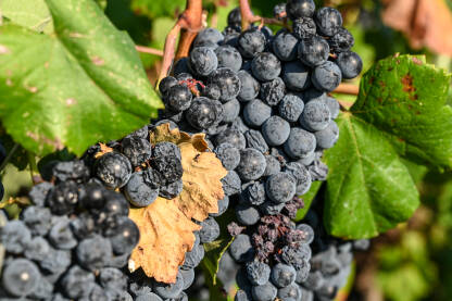 Osušeni grozd grožđa na vinovoj lozi u vinogradu. Suho crno grožđe, krupni plan, Sušna sezona je uništila berbu. Vinarstvo. Poljoprivreda.