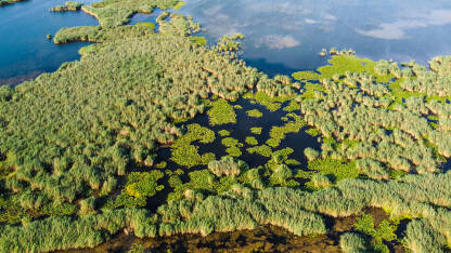Hutovo blato, snimk dronom. Hutovo blato, rezervat prirode i rezervat ptica koji se nalazi u Bosni i Hercegovini. Snimak dronom na jezero okruženo trskom.
