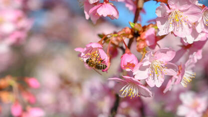 Pčela sakuplja polen na cvijeću