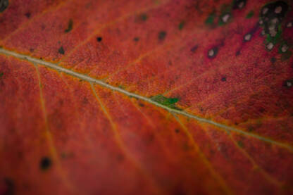 Jesen, crveno suvi list, makro list