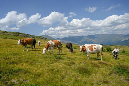 Krava pasu travu na planini. Krdo krava pase travu na brdu. Šar planina, Makedonija.