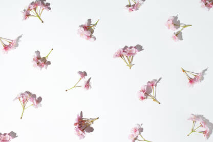 Svježi cvjetovi japanske trešnje na bijeloj pozadini.