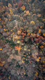 Jesenja šuma uslikana dronom
