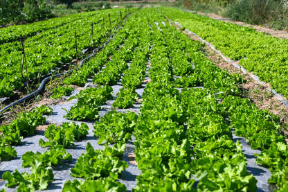 Zelena salata spremna za berbu. Listovi svježe zelene salate. Organski uzgojena salata koja raste u bašti. Listovi svježe salate, krupni plan. Organska proizvodnja hrane. Poljoprivreda.