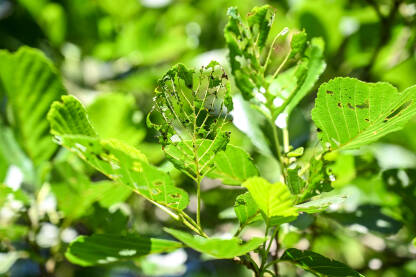 Oštećeni listovi od strane insekata u šumi. Insekti su oštetili lišće na drvetu. Štetočine su pojele dijelove listova na grani.