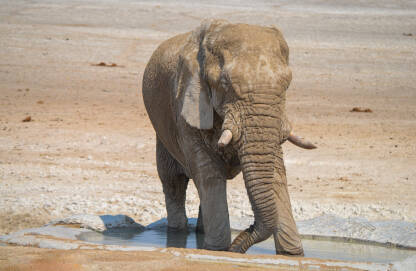 slon se hladi i pije vodu u divljini Namibije.