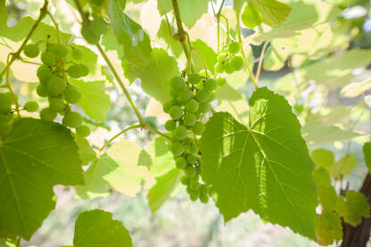 Bijelo grožđe sa zelenim listovima na lozi.Svježe voće.