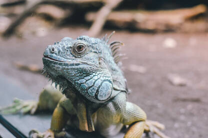 Opasna iguana sa osmijehom.