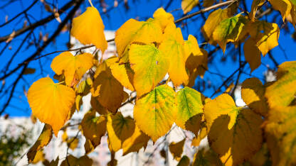 Boje jeseni. Žuto suho lišće na drvetu u gradskom parku.