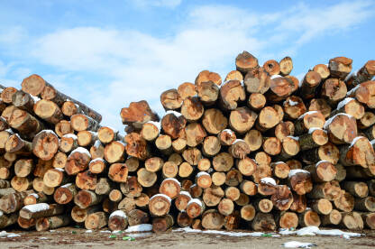 Posječena stabla. Rezani trupci u pilani. Gomila oborenih stabala. Drvna industrija i industrija namještaja.