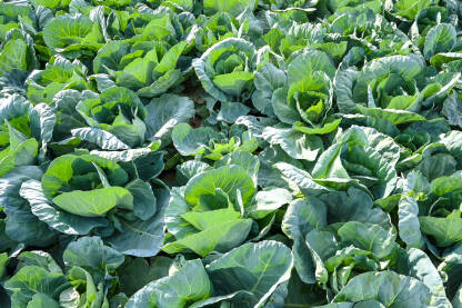 Kupus raste na navodnjavanom polju, pogled iz zraka dronom. Poljoprivreda. Zelene glavice kupusa.