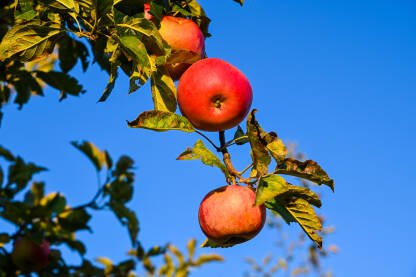 Crvene jabuke na grani na drvetu. Jabuke u voćnjaku. Zrele jabuke na zalasku sunca. Svježe i organsko voće.