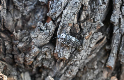 Capnodis (poznata i kao žilogriz) je rod krupnih kornjaša (buba) iz porodice krasaca (Buprestidae). Ovi insekti su izuzetno opasne i ekonomski štetne poljoprivredne štetočine.