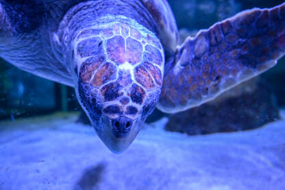 Kornjača pliva u moru. Glavata želva. Krupni plan glave kornjače u vodi.