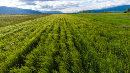 Žitarice rastu u polju. Mlada pšenica. Poljoprivreda i proizvodnja hrane.