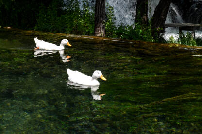 Bijele patke u rijeci. Domaća patke u prirodi.