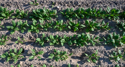 Mladi špinat raste na njivi. Nježni zeleni listovi špinata rastu na polju.