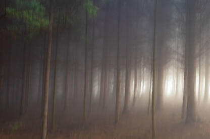 Gusta crnogorična šuma u magli sa svjetlom koje se probija zdesna. Zamućena fotografija dugim okidanjem, raspoloženje, misterija, magla, apstrakcija,