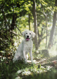Prelijepi bijeli pas u šumi.