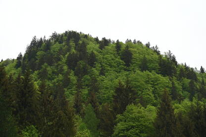 Zeleno drveće u rano proljeće u šumi. Snimak dronom zelene šume na planini.