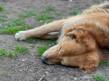 Napušteni pas leži na zemlji. Veliki smeđi pas spava.