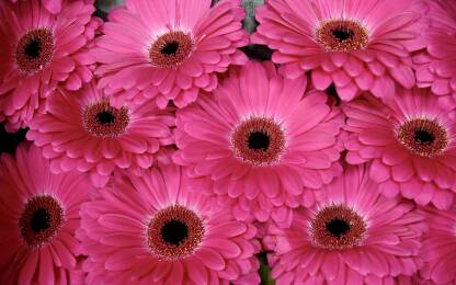 Prekrasni roza gerberi, često se koriste u dekoraciji cvjetnih aražmana.